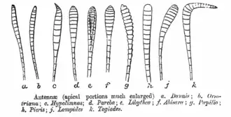 Butterfly antennal shapes, mainly clubbed, unlike those of moths. Drawn by C. T. Bingham, 1905