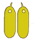 Poricidal dehiscence of a pair of anthers