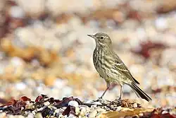 Anthus petrosus at Ringstead Bay, Dorset