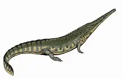 Aphaneramma, a trematosaurid