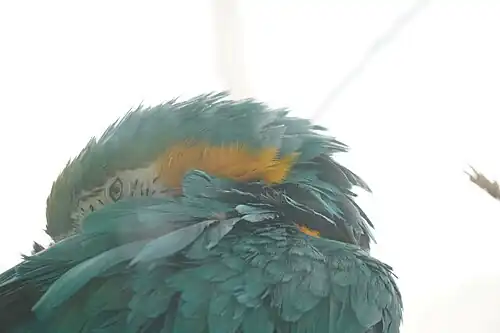 A specimen from the Parque de Las Leyendas