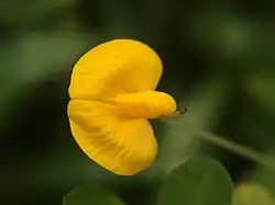 Arachis hypogaea flower