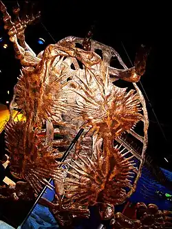 The underside of a suspended skeleton