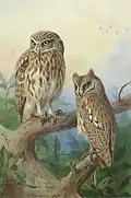 Little Owl and Scops Owl