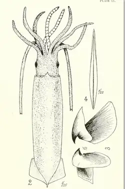 #47 (23/5/1879) Holotype of Thomas William Kirk's Steenstrupia stockii, from the type description (Kirk, 1882:pl. 36 figs. 2–4)