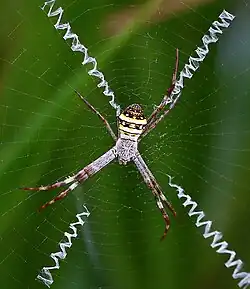 Argiope aetherea from Australia build X-shaped decorations