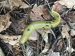 Banana slug, Ariolimax buttoni