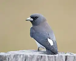 White-breasted woodswallow (Artamus leucorynchus)