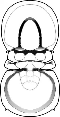 A drawing of "Trinodus tardus"