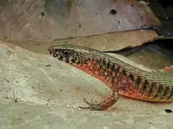 Yellowbelly Arthrosaura