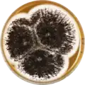 Aspergillus ibericus growing on Malt Extract Agar Oxoid® (MEAOX) plate