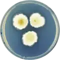 Aspergillus jaipurensis growing on CYA plate