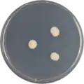 Aspergillus restrictus growing on CYA plate