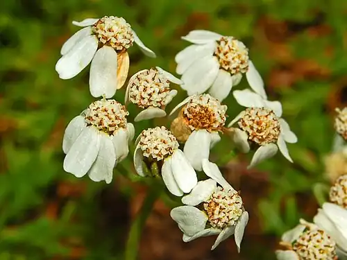 Close-up of flowers