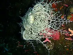 Basket star Astrocladus euryale at Tafelberg Deep reef
