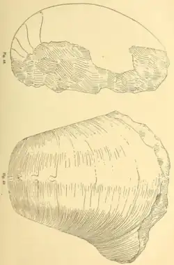 Asymptoceras newloni