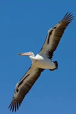 Image 2 Australian Pelican Photo: Fir0002 An Australian Pelican (Pelecanus conspicillatus) in flight. This species of pelican can be found on the inland and coastal waters of Australia and New Guinea, also in Fiji, parts of Indonesia and as a vagrant to New Zealand. At about 1.7&nbsp;m (5.6&nbsp;ft) in length and with a wingspan of about 2.4&nbsp;m (7.9&nbsp;ft), it is medium-sized by pelican standards, but has the largest beak of any bird; the largest one on record was 49&nbsp;cm (19&nbsp;in) long. Widespread throughout its large range, the Australian Pelican is evaluated as Least Concern on the IUCN Red List of Threatened Species. More selected pictures