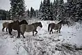 Wild horses (Konik)
