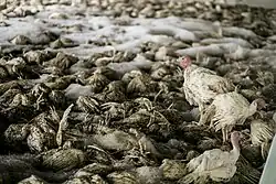 Photo zoomed in showing primarily dead turkeys with some foam visible on them. A few turkeys are alive and walking around the ones who are not