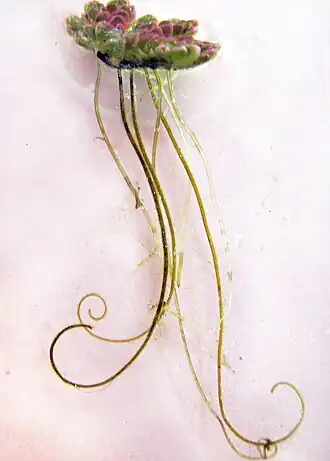 Single A.&nbsp;filiculoides plant showing the roots