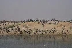 In the village of Khichan, Rajasthan India