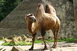 A shaggy two-humped camel
