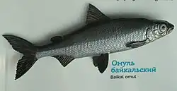 Baikal omul