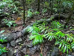 Root travelling across the ground