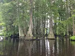 Cluster of bald cypress trees in Trap Pond State Park in Southern Delaware