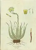 Drawing of an agave americana or maguey cactus with details of flower, pistil, calyx, and stamen, and a fragment of the root. Published in Demostracion de las eficaces virtudes neuvamente... (Madrid: 1794).