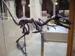 Restored skeleton in Oxford University Museum