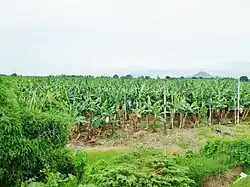 A banana plantation in Padada