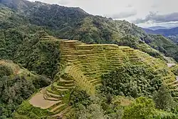 A terraced hillside, seen from above