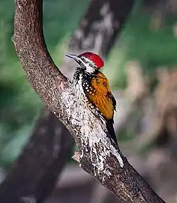 Black-rumped flameback (Dinopium benghalense) on a limb