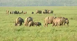 India has more than 50% of the wild Asian elephant population. Pictured are herds at Jim Corbett National Park