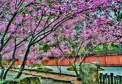 Blossoming cherry blossom trees in the Japanese Garden