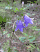 Campanula rotundifolia, bluebell bellflower, Peninsula State Park