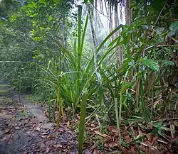 A cluster of narrow, ascending green leaves in the jungle