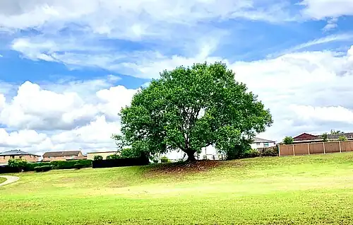 A view of a large rubber fig as the cycleway meanders around Bernadette Park