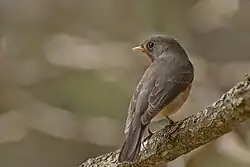 Kashmir flycatcher in Ooty