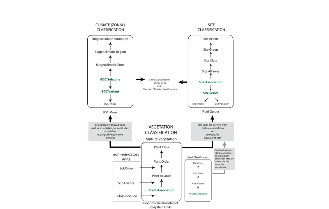 The biogeoclimatic ecosystem classification framework is presented, showing the integration of three classification hierarchies: vegetation, climate (or zonal), and site. The units of vegetation classification are linked to levels of the climate and site classifications