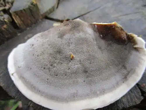 Bottom view with pores (tubes) visible