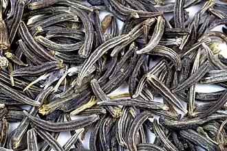 Close-up of slender seed-like fruits (mericarps)
