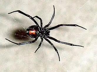 The black widow spider, or latrodectus, The females frequently eat their male partners after mating. The female's venom is at least three times more potent than that of the males, making a male's self-defense bite ineffective.
