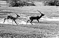 Blackbuck fleeing