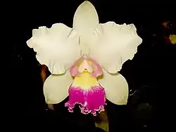 Rhyncholaeliocattleya 'Nobile's carnival'