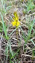 Bog Asphodel growing at Clara