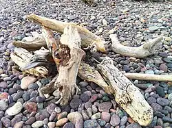 Driftwood on a pebble beach