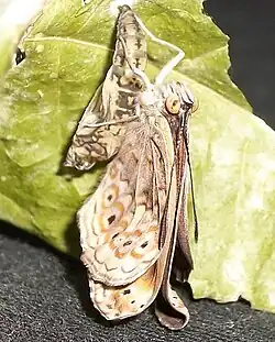 Climbing higher to allow the wings to enlarge