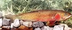 Bonneville cutthroat trout